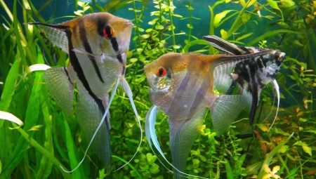 Angelfish de reproducere: reguli de bază