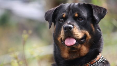 Rottweiler: característiques de la raça i normes de manteniment