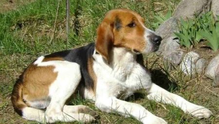 Câine rusesc hound: descriere și reguli de păstrare