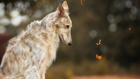 Races de gossos russes: varietats i consells per triar