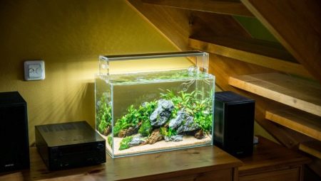 Fish and plants for nano aquarium