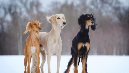 סלוקי: מאפייני גזע הכלבים, בעיקר טיפול