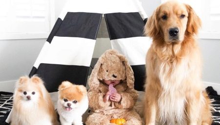 The cutest dogs: similarities, top of the best breeds, selection and care