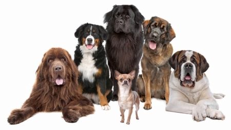 Cei mai puternici câini din lume: sfaturi de recenzie și selecție