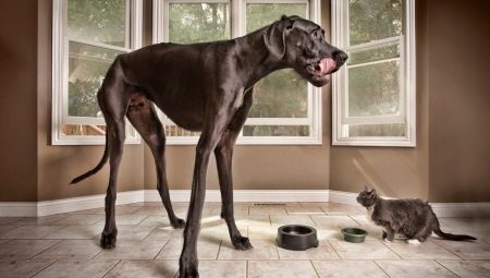 Anjing paling tinggi di dunia