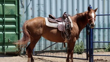 Siodło dla konia: jak wybrać i nosić?
