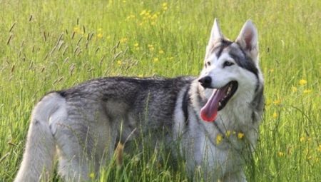 Northern Inuit hund: hvordan ser den ut og hvordan ta vare på den?