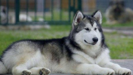 Északi kutyák: áttekintés a fajtáról és a tartalmi ajánlások