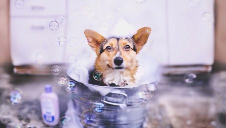 Shampoo für Hunde: Sorten und Eigenschaften
