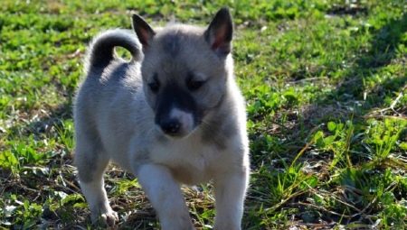 Cachorros husky en 1-2 meses: características, nutrición, caminatas y entrenamiento.