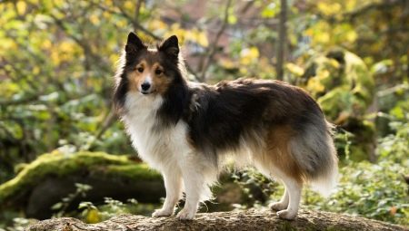 Sheltie: penerangan anjing, variasi warna dan ciri kandungan