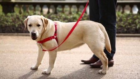 Khai thác cho chó: mô tả về loài, làm thế nào để chọn kích thước và huấn luyện chó?