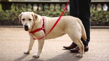 Geschirre für Hunde: eine Beschreibung der Art, wie man die Größe wählt und den Hund trainiert?