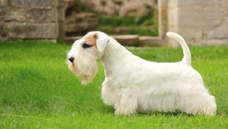 Sealyham Terrier: semua yang perlu anda ketahui mengenai baka