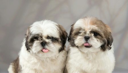 How many years do Shih Tzu live and what does it depend on?