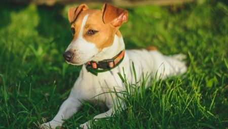 Wie lange leben Jack Russell Terrier und wovon hängt es ab?