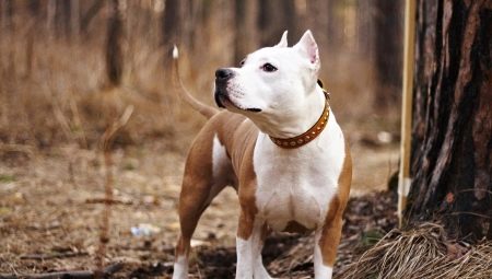 ¿Cuántos terriers de Staffordshire viven y de qué depende?