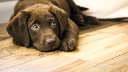 The dog whines: what are the reasons and what to do?