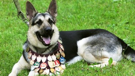 Служебни кучета: описание, породи и съдържание