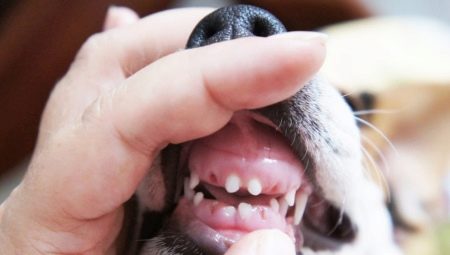 Perubahan gigi susu dalam anjing: had umur dan masalah yang mungkin berlaku