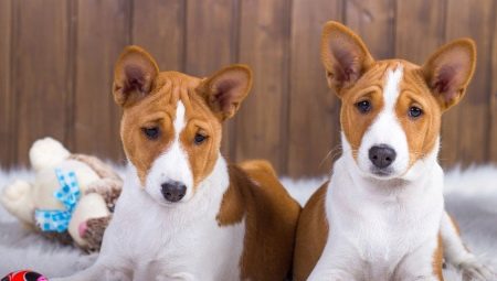 Câini care nu se estompează: cele mai bune rase și nuanțele îngrijirii lor