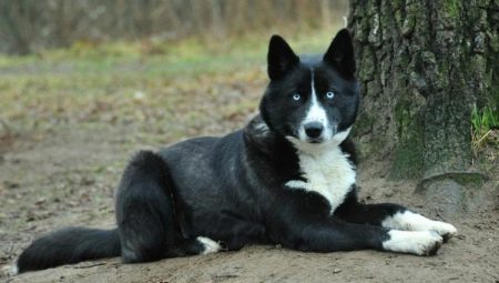 Кучета Местизо: описание и съдържание