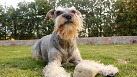 Psy z brodą: rodzaje i cechy charakterystyczne, selekcja i opieka