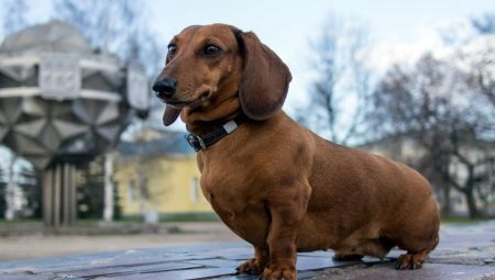 Anjing dengan kaki pendek: perihalan baka dan nuansa dandanan