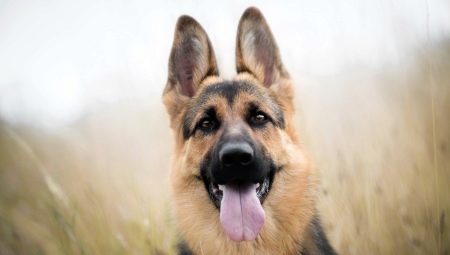 Liste der Spitznamen für ein deutsches Schäferhundmädchen