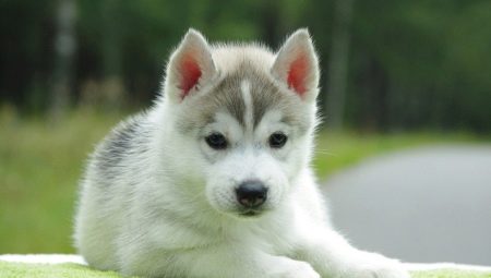 Lista de huskies hermosos y divertidos