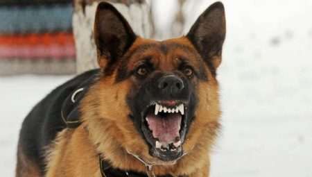Liste des races de chiens les plus dangereuses