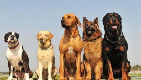 Comparació de races de gossos