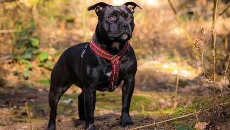 Staffordshire Bull Terrier: Rassenbeschreibung, Nuancen der Pflege