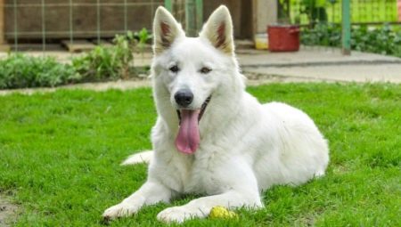 Guard Dog raser: Allmänna funktioner, arter och tips om urval