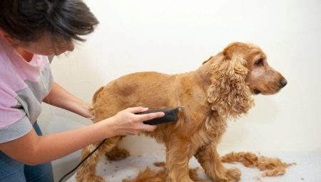 Cocker Spaniel haircut: jenis dan prosedur