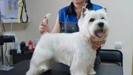 Coupe de cheveux West Highland White Terrier: exigences et types