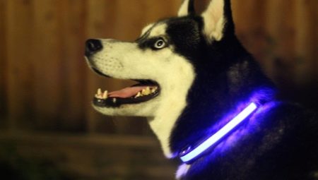 Leuchtende Hundehalsbänder