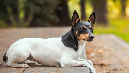 Toy Fox Terrier: Savjeti za opis i njegu