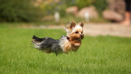 Las sutilezas de entrenar Yorkshire Terrier