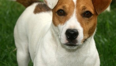 Jack Russell Terrier Cắt tỉa và chải chuốt