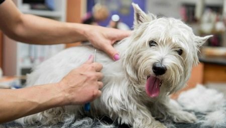 Tunderea câinilor: ce este și cum se realizează procedura?