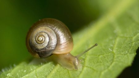 Escargots en spirale dans un aquarium: caractéristiques, avantages et inconvénients