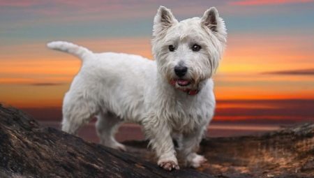West Highland White Terrier: semua tentang baka anjing