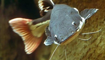 أنواع سمك السلور المائي