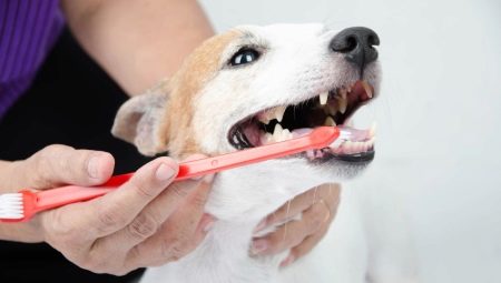 Typer og anbefalinger for valg av tannbørster til hunder