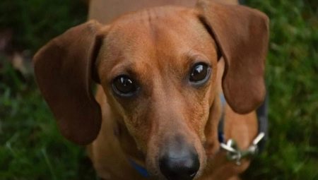Perros de orejas caídas: revisión de razas populares y matices de contenido