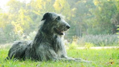 Ulvehunder: beskrivelse av raser, historie, trekk ved innhold og utdanning