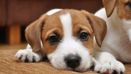 Rodičovství a výcvik Jack Russell Terrier