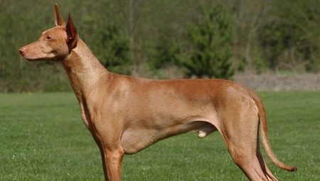 All about the Pharaoh Hound