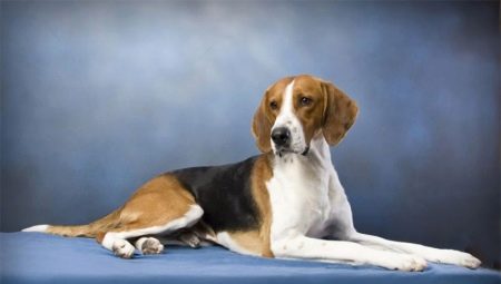 All About Foxhound